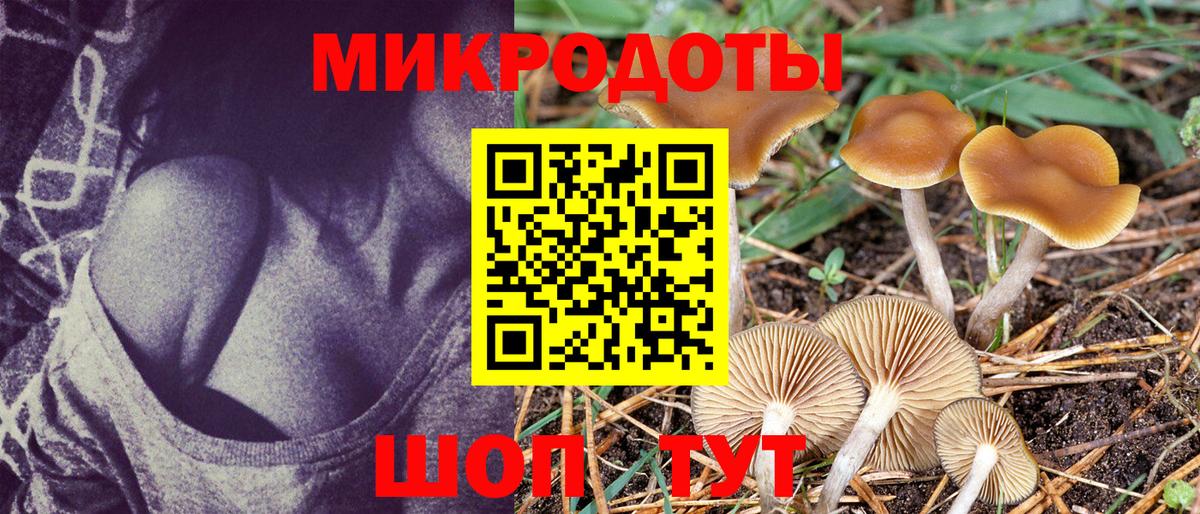 Псилоцибиновые грибы Psilocybe Каменка